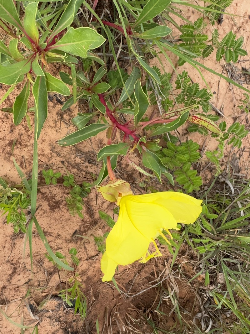 Oenothera macrocarpa subsp. oklahomensis photo 8