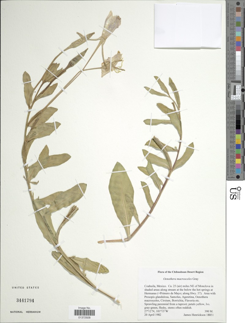 Oenothera macrosceles photo 2