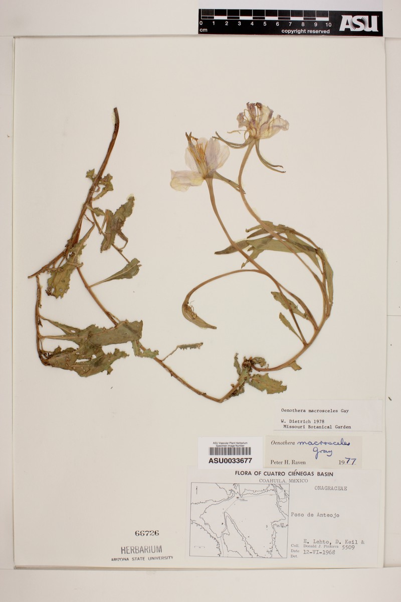 Oenothera macrosceles photo 3