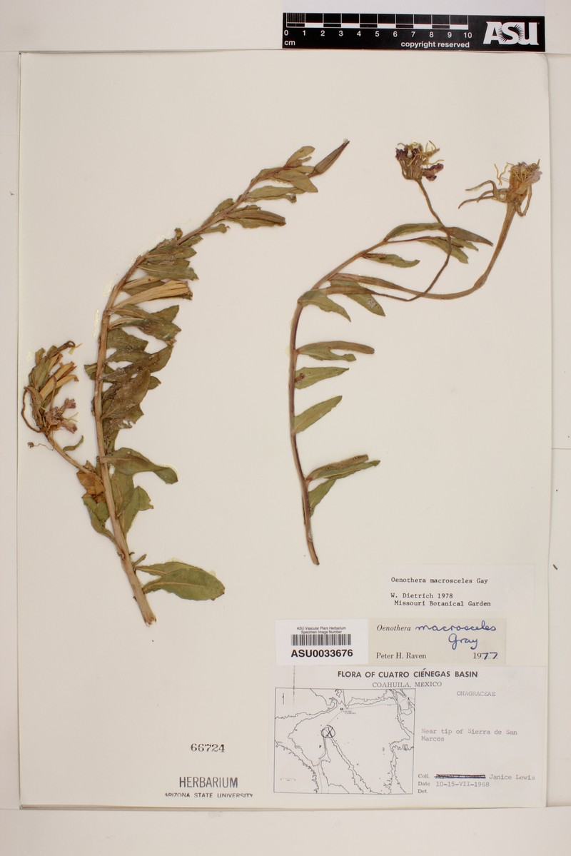 Oenothera macrosceles photo 4