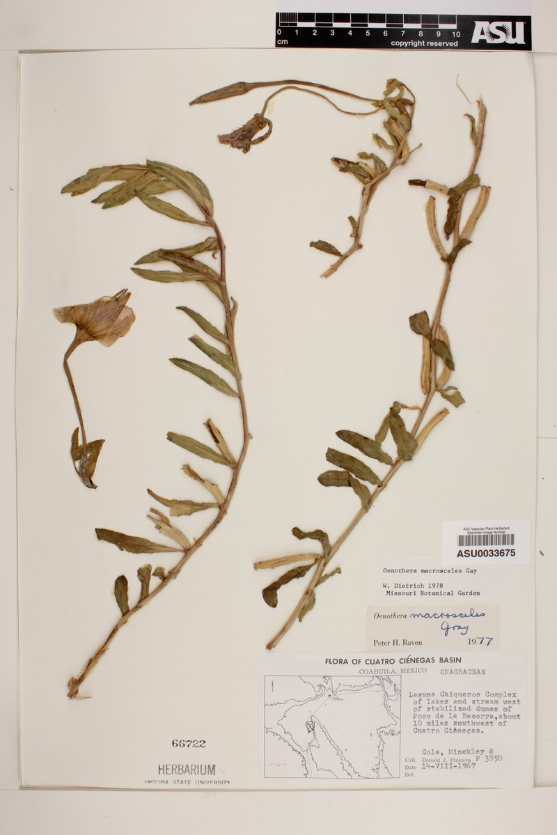 Oenothera macrosceles photo 5