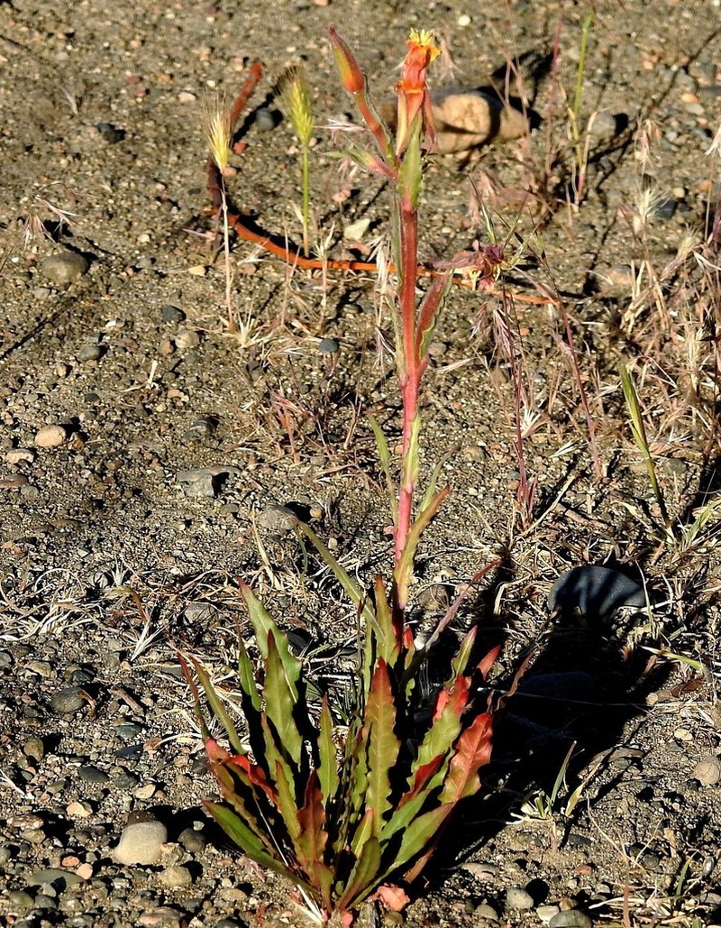 Oenothera magellanica photo 2