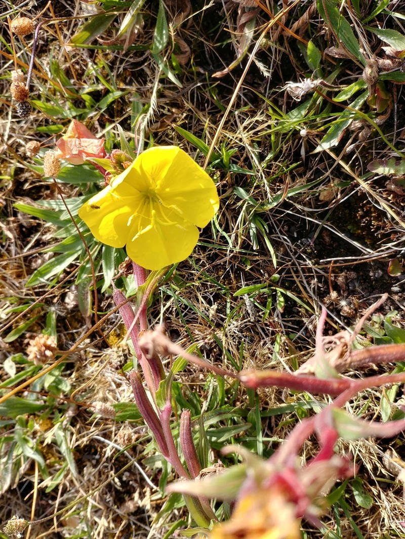 Oenothera magellanica photo 3