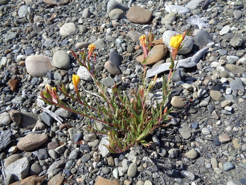 Oenothera magellanica photo 4