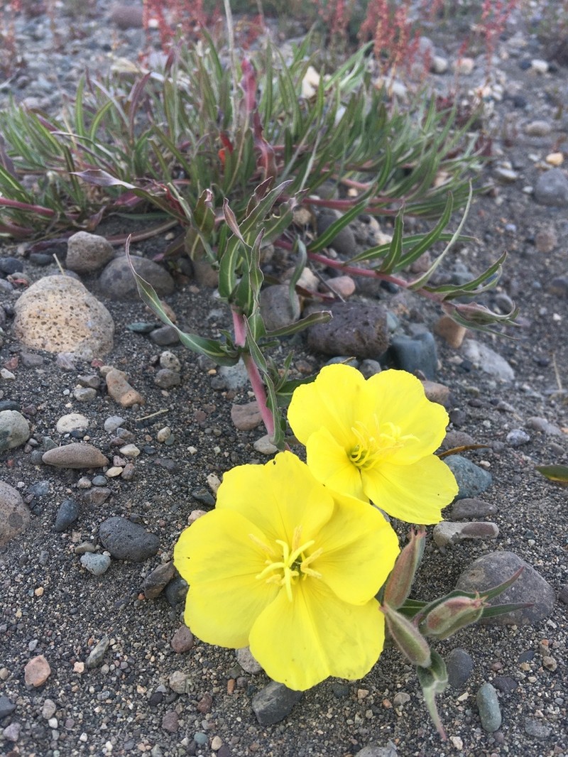 Oenothera magellanica photo 5