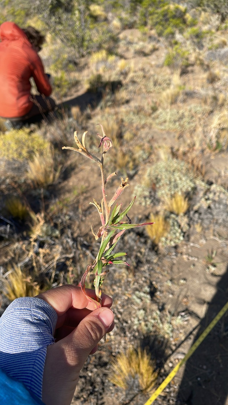 Oenothera magellanica photo 6