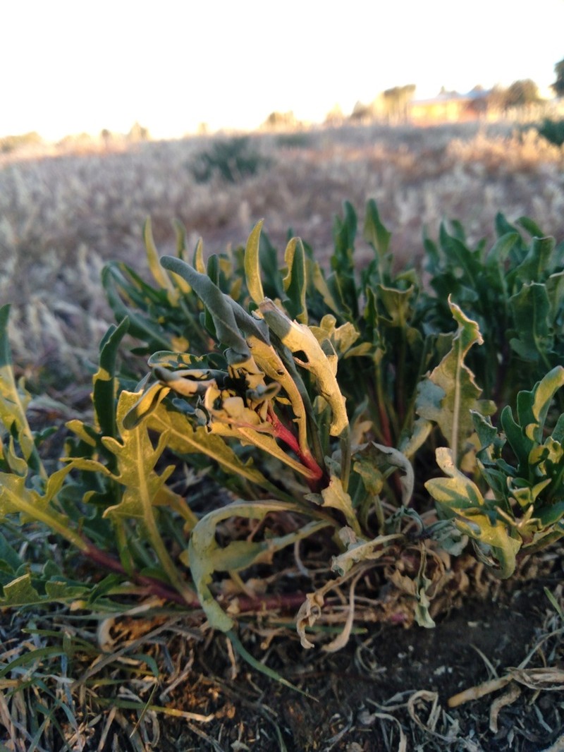 Oenothera magellanica photo 7