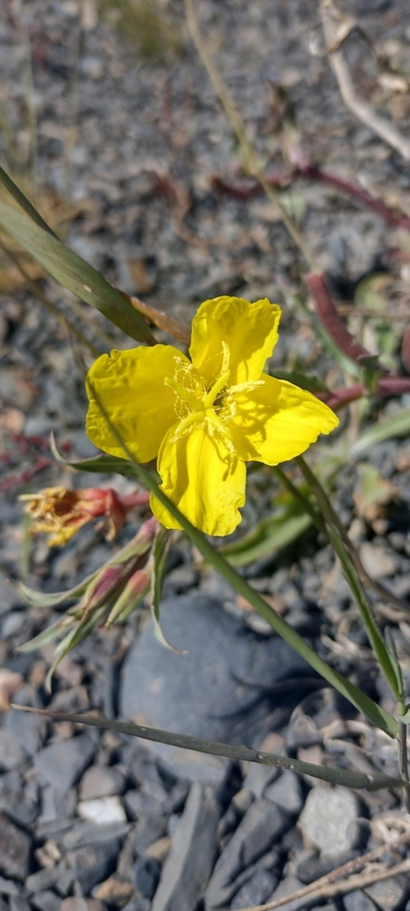 Oenothera magellanica photo 8