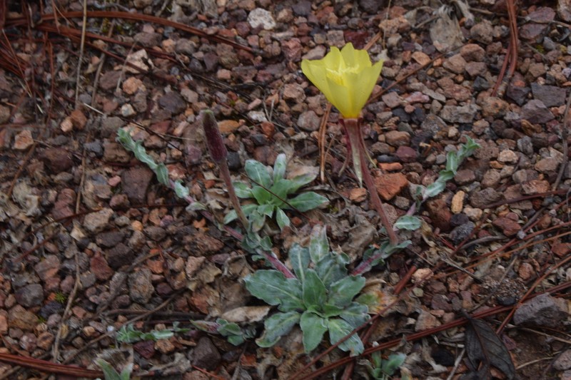 Oenothera maysillesii