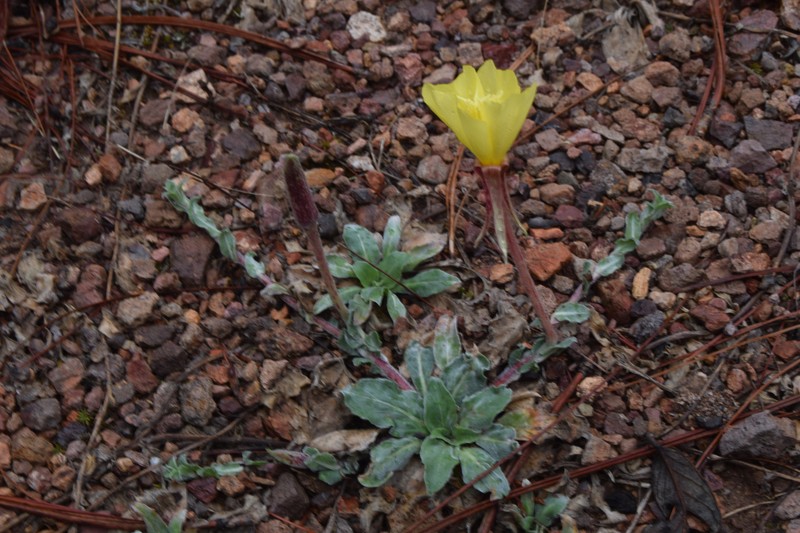 Oenothera maysillesii photo 2