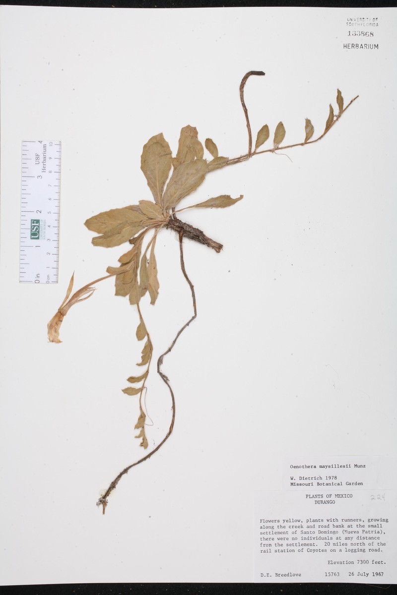Oenothera maysillesii photo 3