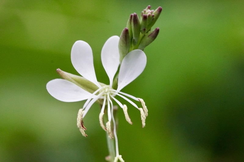 Mckelvey's Beeblossom photo 2