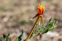 Oenothera mendocinensis