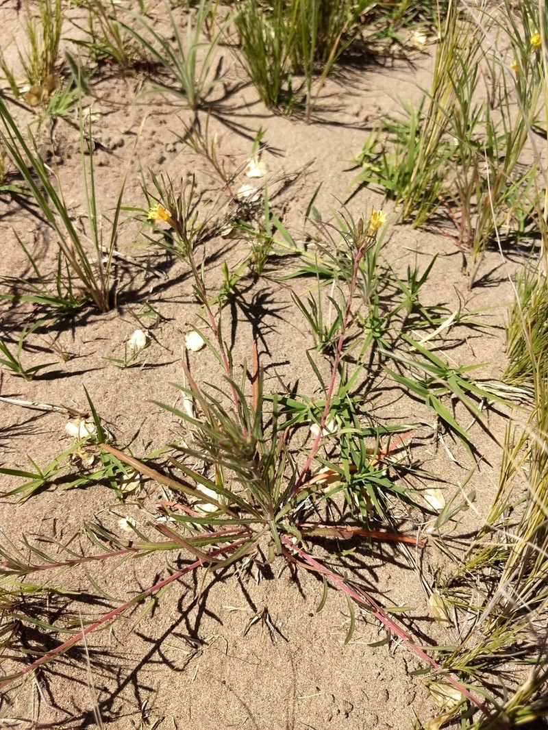 Oenothera mendocinensis photo 2