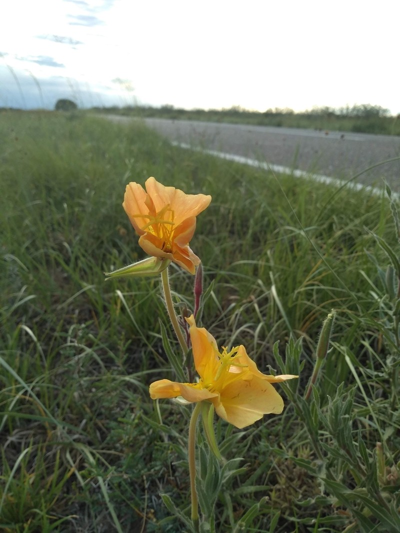Oenothera mendocinensis photo 3