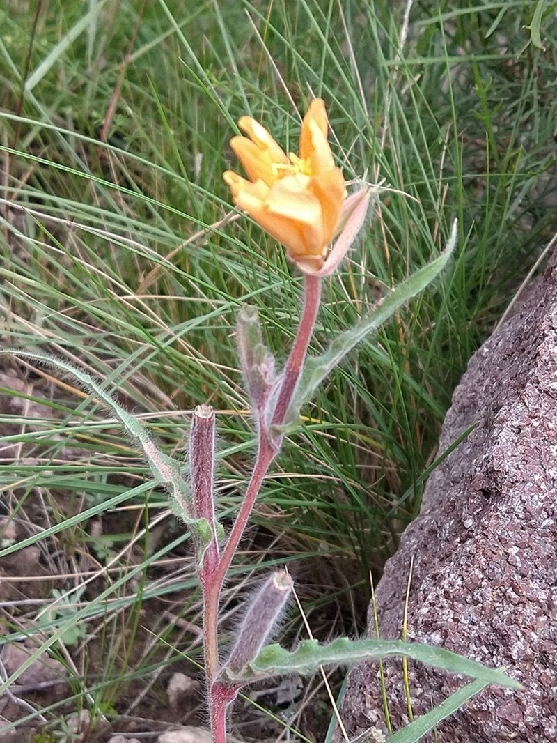Oenothera mendocinensis photo 4