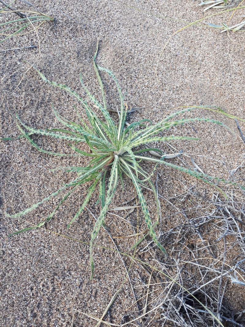 Oenothera mendocinensis photo 6