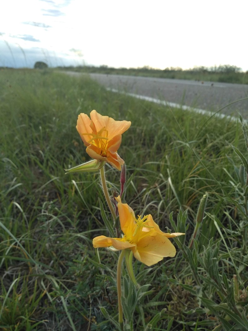 Oenothera mendocinensis photo 7