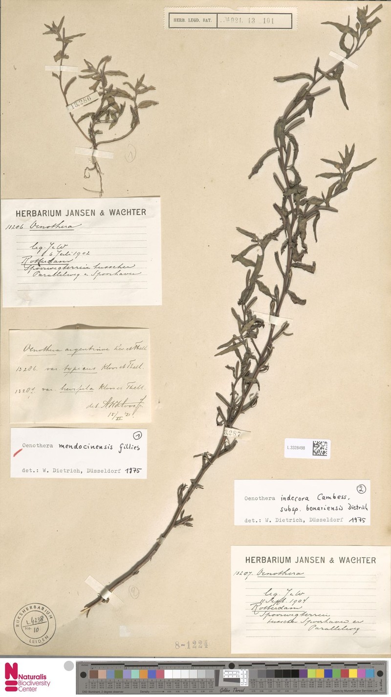 Oenothera mendocinensis photo 8