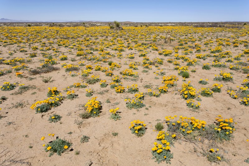 Mexican Evening Primrose