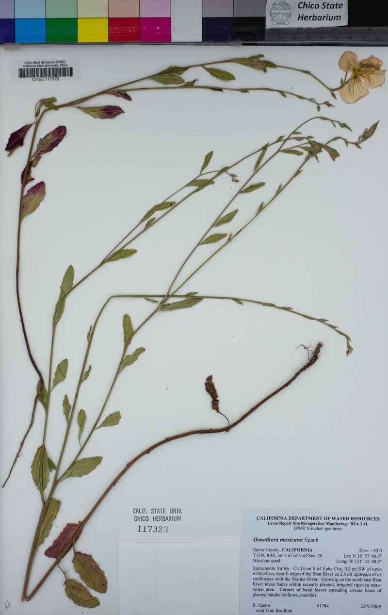 Mexican Evening Primrose photo 2