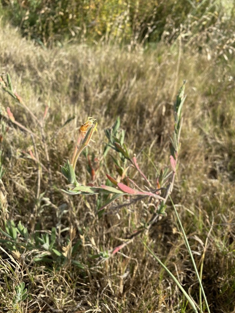 Argentine Evening Primrose