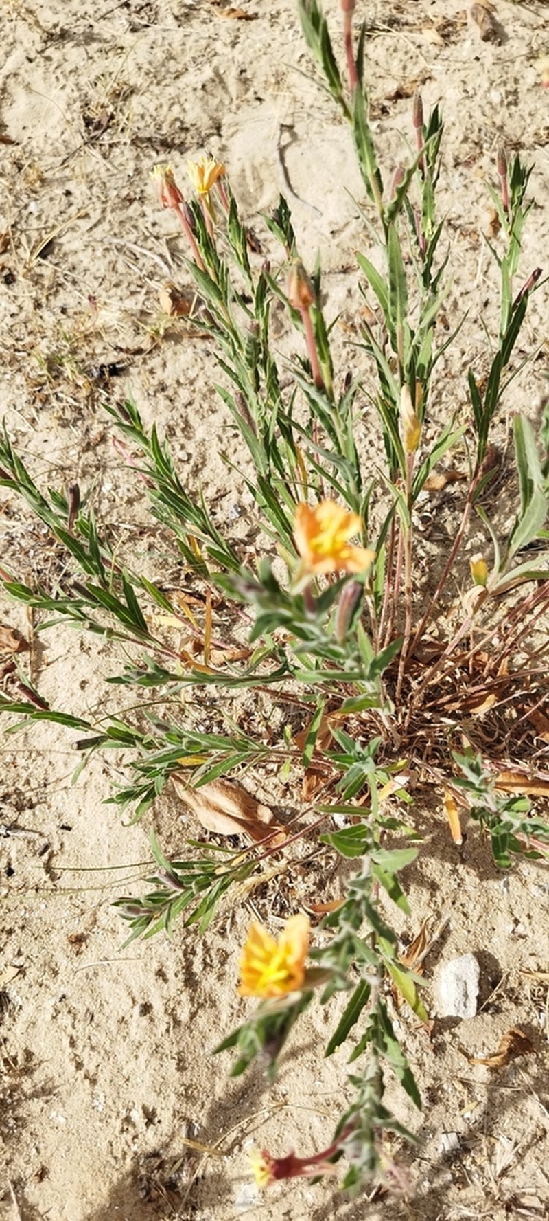 Argentine Evening Primrose photo 2