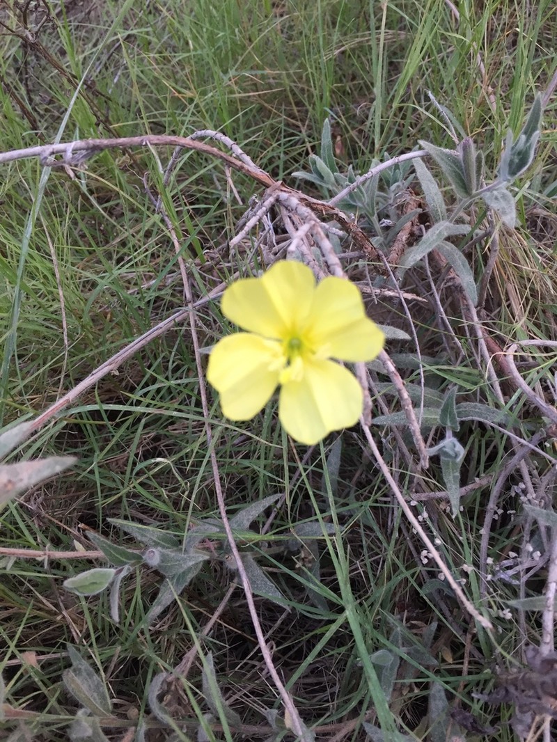 Argentine Evening Primrose photo 3