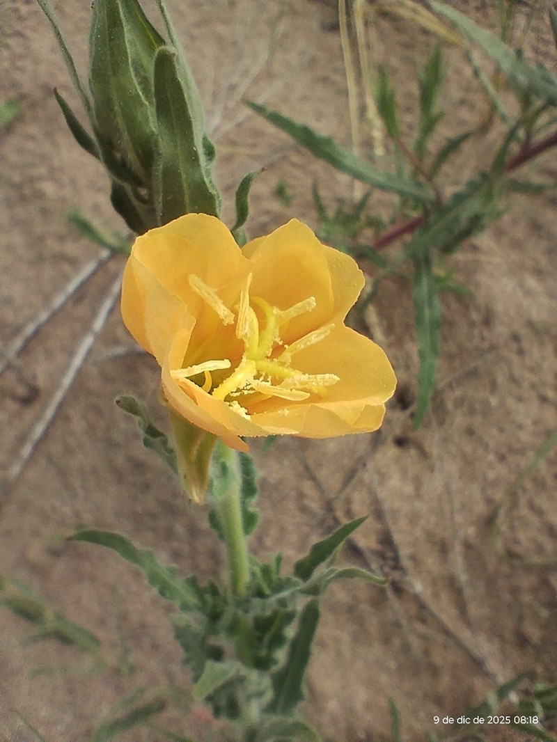 Argentine Evening Primrose photo 4