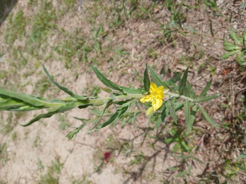 Argentine Evening Primrose photo 5