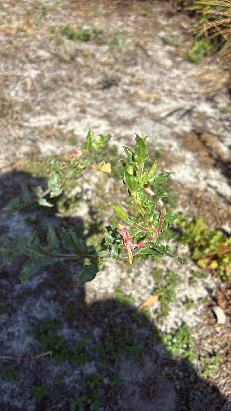 Argentine Evening Primrose photo 6