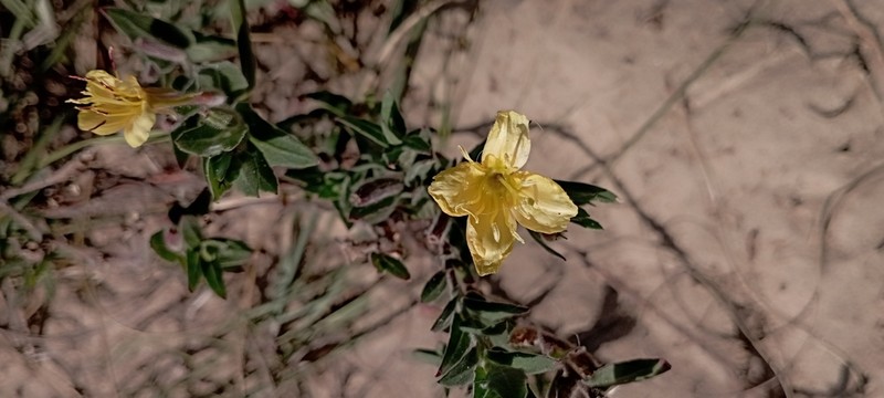 Argentine Evening Primrose photo 7