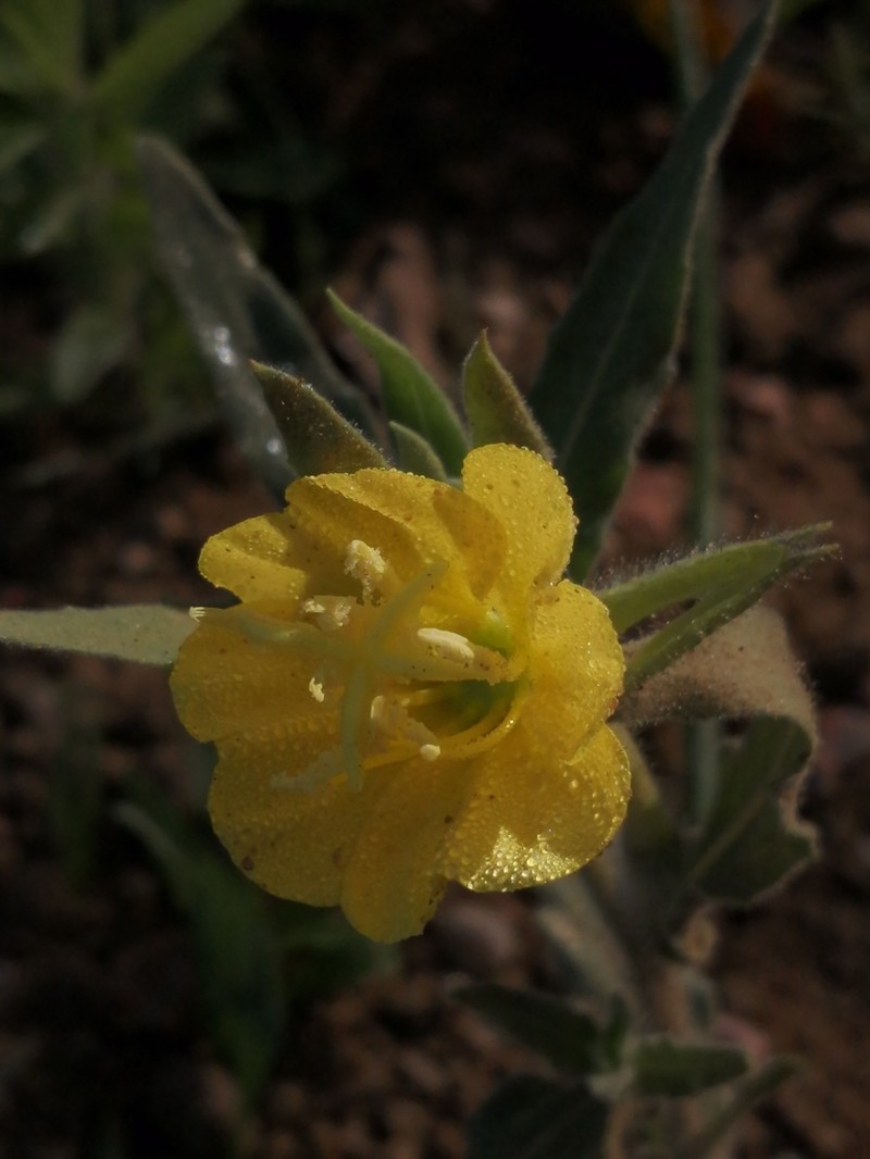 Argentine Evening Primrose photo 8