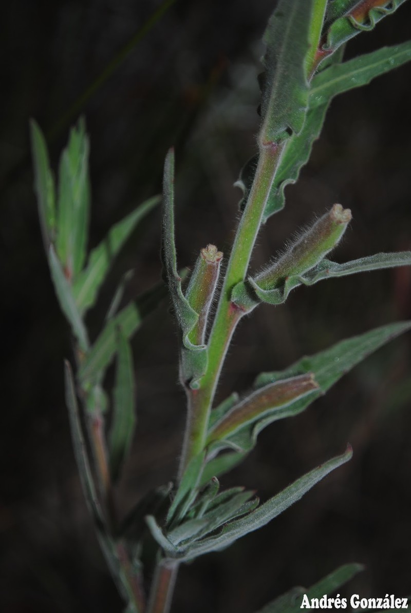 Argentine Evening Primrose photo 4