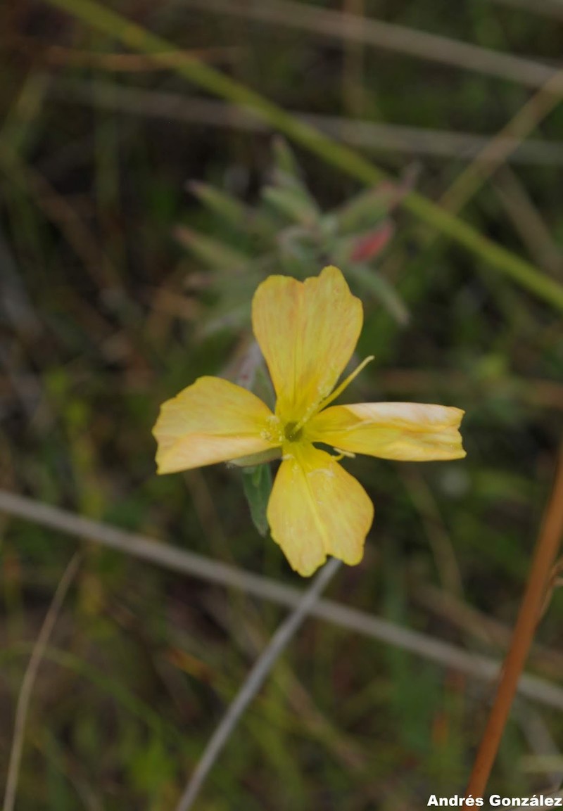 Argentine Evening Primrose photo 5