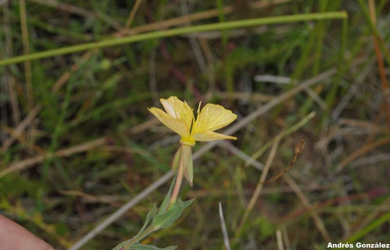 Argentine Evening Primrose photo 6