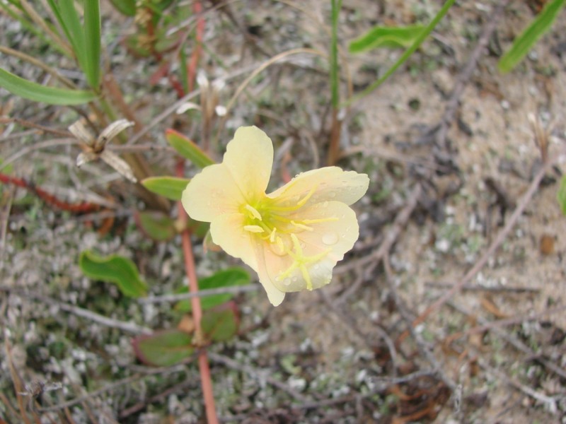 Argentine Evening Primrose photo 2
