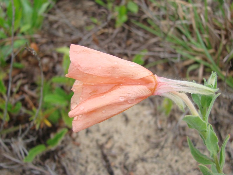 Argentine Evening Primrose photo 3