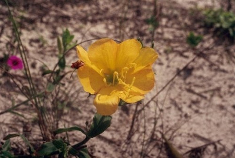 Argentine Evening Primrose
