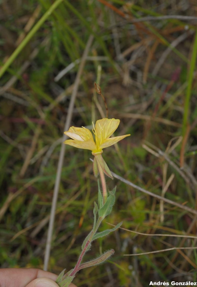 Argentine Evening Primrose photo 7