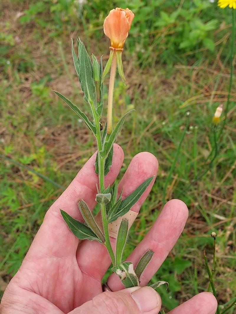 Oenothera montevidensis
