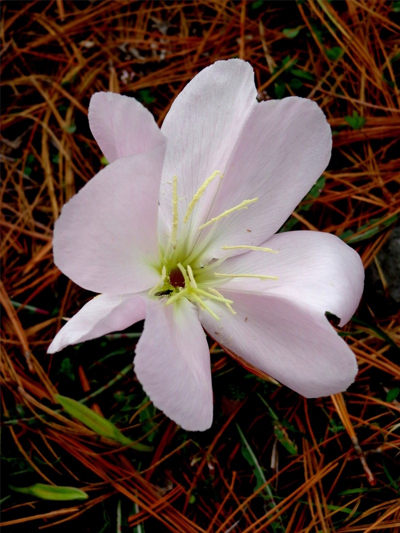 Oenothera muelleri