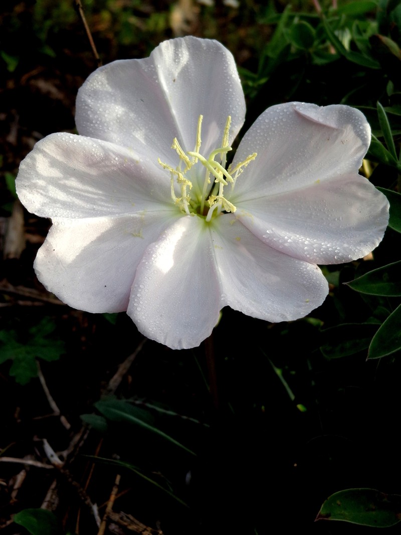 Oenothera muelleri photo 2