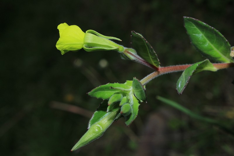 Oenothera multicaulis photo 2
