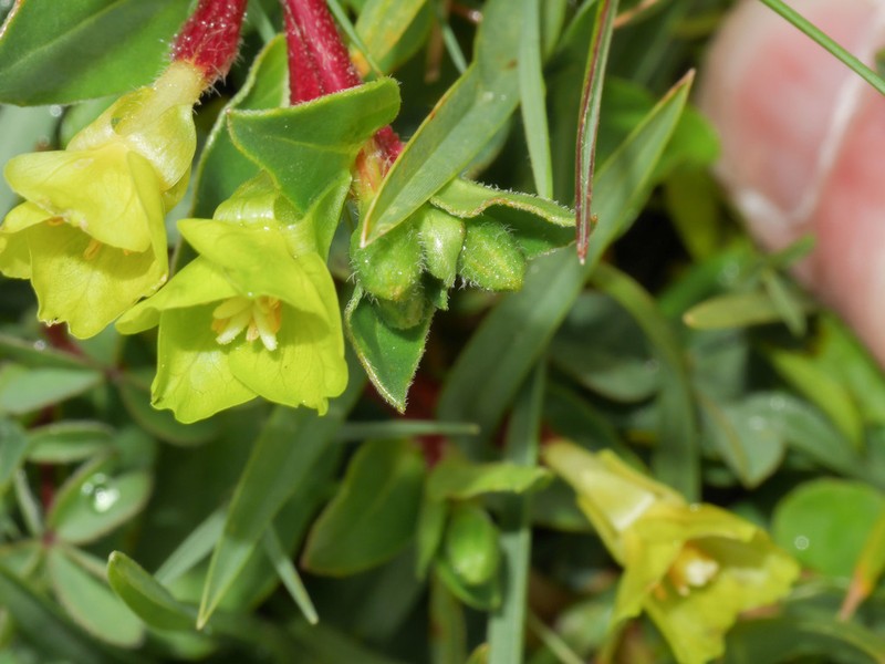 Oenothera multicaulis photo 3