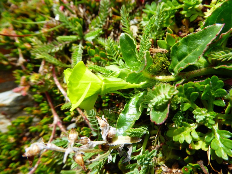 Oenothera multicaulis photo 4