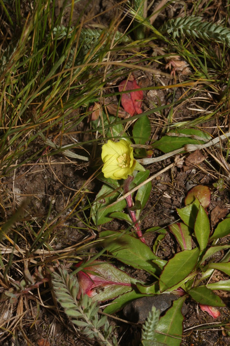 Oenothera multicaulis photo 5