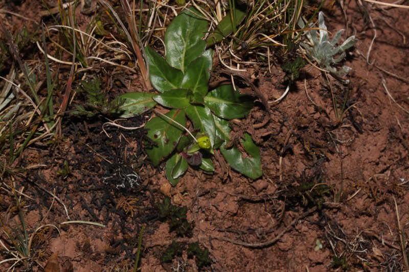 Oenothera multicaulis photo 6
