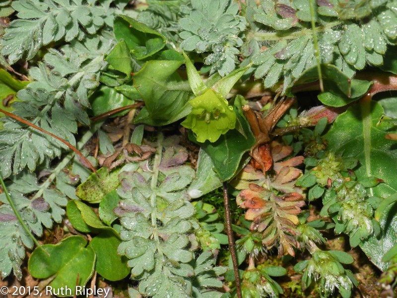 Oenothera multicaulis photo 7