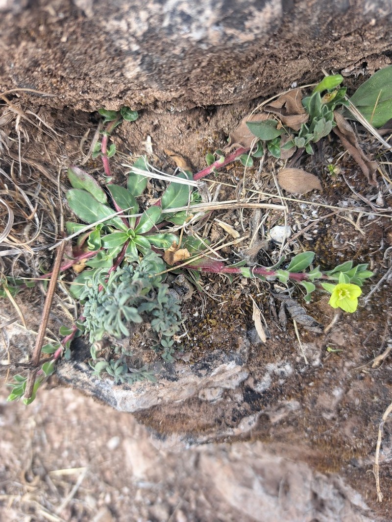 Oenothera multicaulis photo 8